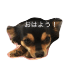チワワちょこちゃん（個別スタンプ：19）