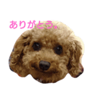 トイプー小豆（個別スタンプ：1）