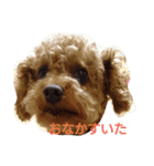 トイプー小豆（個別スタンプ：4）