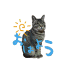 愛すべき無愛想みい子（個別スタンプ：1）