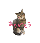 愛すべき無愛想みい子（個別スタンプ：3）