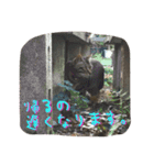 愛すべき無愛想みい子（個別スタンプ：6）