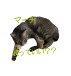 愛すべき無愛想みい子（個別スタンプ：14）