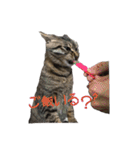 愛すべき無愛想みい子（個別スタンプ：17）
