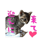 愛すべき無愛想みい子（個別スタンプ：27）