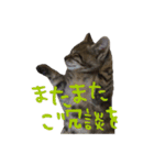 愛すべき無愛想みい子（個別スタンプ：29）