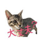 愛すべき無愛想みい子（個別スタンプ：31）