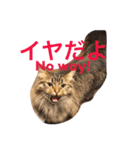 我が家のネコたちスタンプ。（個別スタンプ：1）