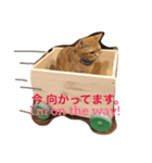 我が家のネコたちスタンプ。（個別スタンプ：9）