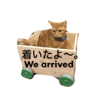 我が家のネコたちスタンプ。（個別スタンプ：12）