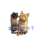 我が家のネコたちスタンプ。（個別スタンプ：13）