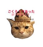 我が家のネコたちスタンプ。（個別スタンプ：16）