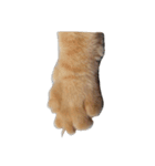 茶トラねこのぷよちゃん（個別スタンプ：5）
