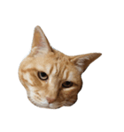 茶トラねこのぷよちゃん（個別スタンプ：7）