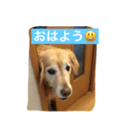 ゴールデンレトリバーのさくら（個別スタンプ：2）
