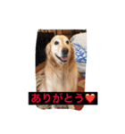 ゴールデンレトリバーのさくら（個別スタンプ：4）