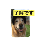 ゴールデンレトリバーのさくら（個別スタンプ：5）