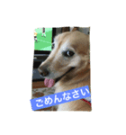 ゴールデンレトリバーのさくら（個別スタンプ：6）