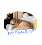 ゴールデンレトリバーのさくら（個別スタンプ：7）