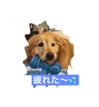 ゴールデンレトリバーのさくら（個別スタンプ：8）