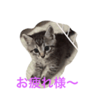 プリムローズファミリー（個別スタンプ：1）