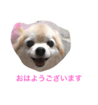 プリムローズファミリー（個別スタンプ：3）