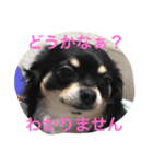 プリムローズファミリー（個別スタンプ：5）