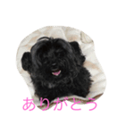 プリムローズファミリー（個別スタンプ：6）