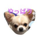 プリムローズファミリー（個別スタンプ：8）