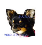 リンの日常（個別スタンプ：7）