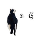 KT Cat（個別スタンプ：1）