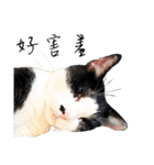 KT Cat（個別スタンプ：4）