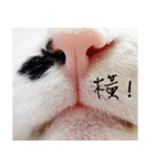 KT Cat（個別スタンプ：5）