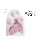 KT Cat（個別スタンプ：6）