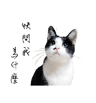 KT Cat（個別スタンプ：10）