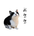 KT Cat（個別スタンプ：11）