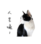 KT Cat（個別スタンプ：13）