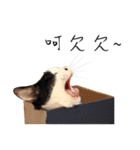 KT Cat（個別スタンプ：14）