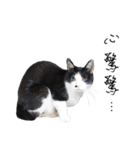 KT Cat（個別スタンプ：15）