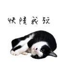 KT Cat（個別スタンプ：16）