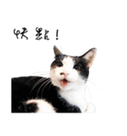 KT Cat（個別スタンプ：17）