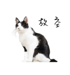 KT Cat（個別スタンプ：18）