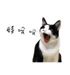 KT Cat（個別スタンプ：19）