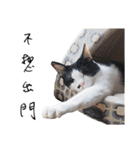 KT Cat（個別スタンプ：24）