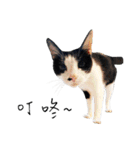KT Cat（個別スタンプ：25）