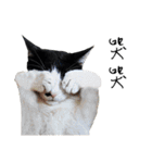 KT Cat（個別スタンプ：26）