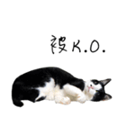 KT Cat（個別スタンプ：27）