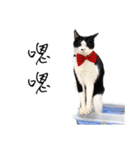 KT Cat（個別スタンプ：28）