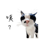 KT Cat（個別スタンプ：30）