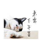 KT Cat（個別スタンプ：31）